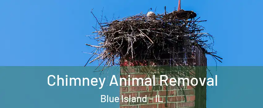  Chimney Animal Removal Blue Island - IL