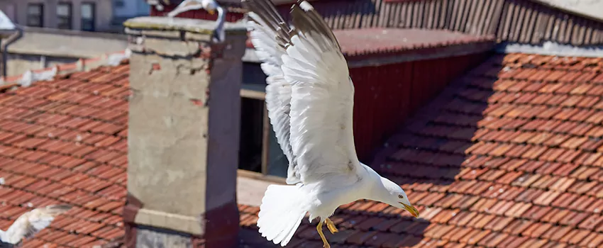 Residential Chimney Animal Removal Solution in Blue Island, IL